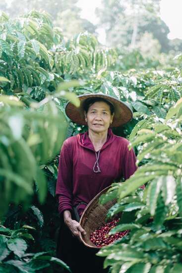 Una mujer con sombrero tradicional, de pie entre exuberantes plantas verdes, sostiene una cesta llena de cerezas rojas de café, cosechando en una plantación vibrante e iluminada por el sol.