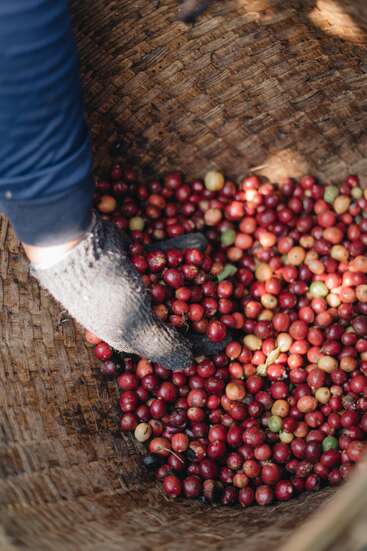 Una mano enguantada recoge cerezas rojas de café maduras en una cesta tejida, destacando el proceso de recolección y los vibrantes colores de los frutos del café recién recolectados.