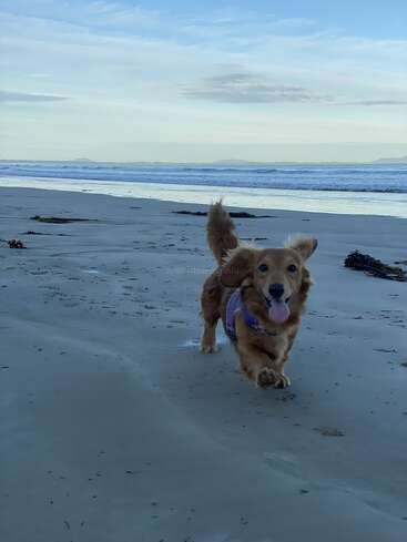 Um golden retriever feliz corre ao longo de uma praia de areia, com o rabo abanando e a língua para fora, com as ondas do mar e as montanhas distantes sob um céu azul tranquilo.