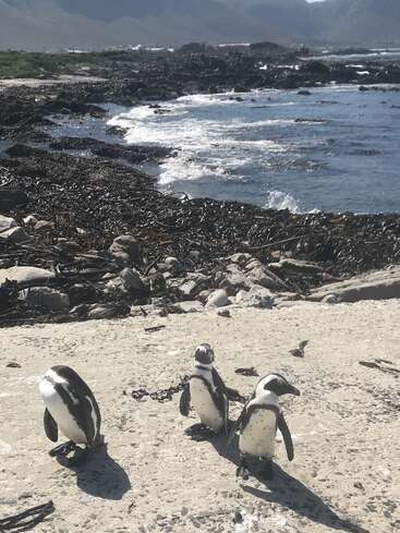 Drei Pinguine stehen an einem felsigen Ufer in der Nähe des Meeres. Die Küste ist mit dunklem Seetang bedeckt. Unter dem bewölkten Himmel zeichnen sich Hügel und Häuser in der Ferne ab.