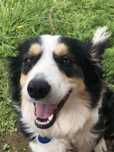 A happy black, white, and tan dog sits on green grass, looking at the camera with its mouth open, showing its tongue and teeth, wearing a blue tag.