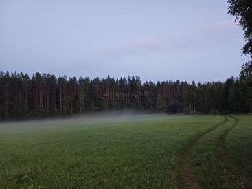 Una mañana brumosa en un prado verde, con huellas de neumáticos que se adentran en un bosque frondoso y alto, bajo un cielo azul y despejado con algunas nubes ligeras. Una escena tranquila.