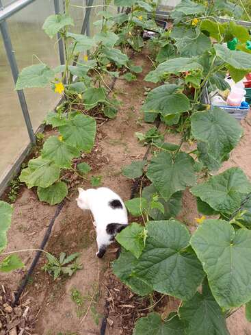 Un gato blanco con manchas negras camina entre las hileras de plantas de pepino, verdes y frondosas, en un invernadero. Entre las hojas grandes y vibrantes florecen flores amarillas.