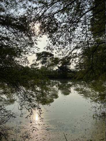 Sunlight filters through dense tree branches over a still pond. The sun’s reflection shimmers on the water, surrounded by tranquil greenery and overhanging foliage. Peaceful nature.