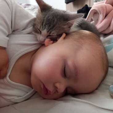 Das Bild zeigt ein Baby, das friedlich auf dem Bauch schläft und ein kleines grau-weißes Kätzchen, das seinen Kopf auf dem Kopf des Babys ruht.