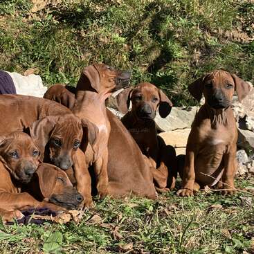 Um grupo de adoráveis filhotes marrons senta e se aconchega na grama, aproveitando o sol. Alguns estão deitados, outros sentados, todos parecendo curiosos.