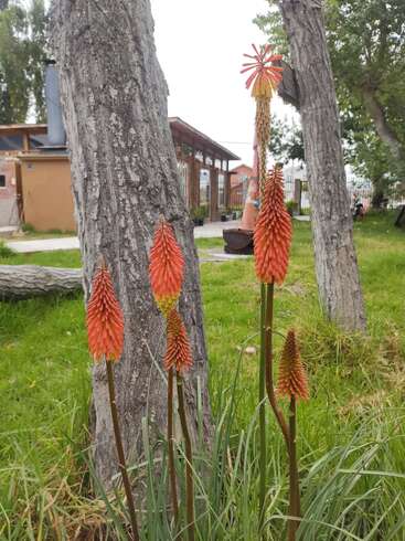 Seis vibrantes lirios antorcha de color rojo anaranjado se alzan entre la hierba verde, con troncos de árboles y una casa al fondo, creando una animada escena de jardín.