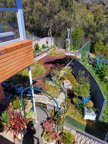 Un jardin d'arrière-cour dynamique avec un petit étang, diverses plantes et des pots décoratifs. Il y a une maison en briques, une arche verte, des parterres de jardin et une forêt en arrière-plan.