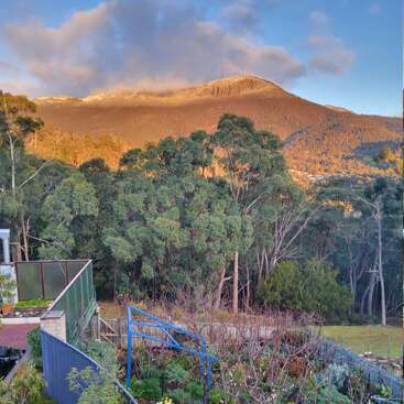 Un jardin d'arrière-cour animé, composé de diverses plantes et fleurs, se trouve devant des arbres denses, avec une montagne ensoleillée et un ciel nuageux comme arrière-plan pittoresque.