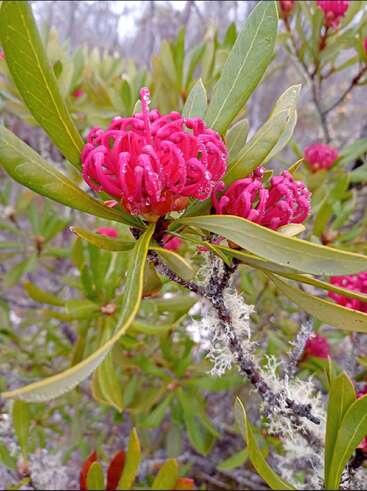 Bright pink flowers with curled petals and water droplets, surrounded by elongated green leaves. The background shows more foliage, with some white lichen on the branches.