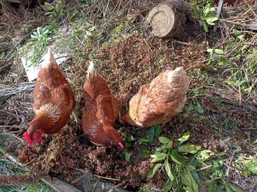 Three brown chickens are pecking at the ground in a garden area, surrounded by leaves, sticks, green plants, and a small tree stump.