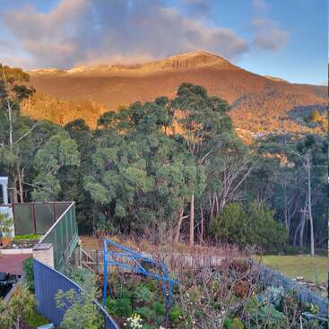 A vibrant backyard garden with various plants and flowers sits in front of dense trees, with a sunlit mountain and cloudy sky providing a picturesque background.