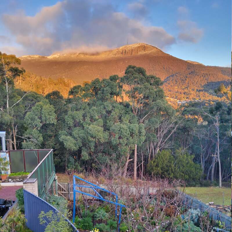 Un jardin d'arrière-cour animé, composé de diverses plantes et fleurs, se trouve devant des arbres denses, avec une montagne ensoleillée et un ciel nuageux comme arrière-plan pittoresque.