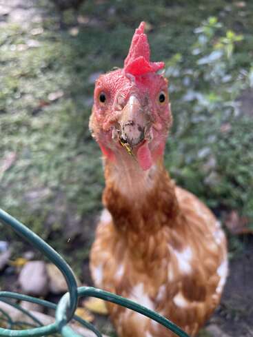 A close-up of a curious brown chicken with a red comb stares directly at the camera. Green grass and wire fencing are visible in the foreground.