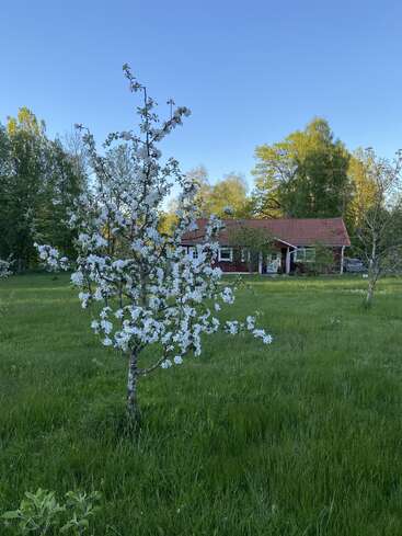 A small blossoming tree stands in a lush green meadow. In the background, a red house with a tiled roof is surrounded by tall trees.