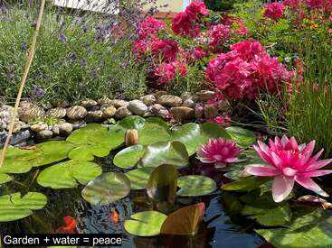 Un tranquilo estanque de jardín con vibrantes flores rosas, exuberantes nenúfares verdes, nenúfares en flor y peces de colores, enmarcado por piedras. Jardín + agua = paz.