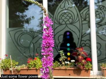 Una vibrante flor rosa se eleva hacia arriba, enfocada desde una ventana con diseños artísticos, plantas en macetas y un reflejo que muestra coloridos símbolos chakra. Escena apacible.