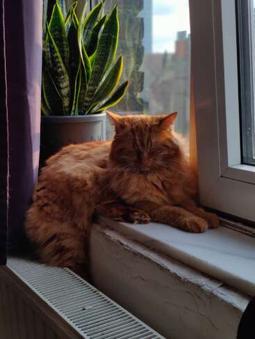 A fluffy orange cat naps peacefully on a windowsill next to a green potted plant, bathed in soft sunlight streaming through the nearby open window.