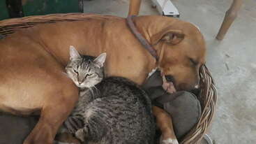 A brown dog and a gray tabby cat are cuddling together in a wicker basket. The dog is sleeping peacefully while the cat looks towards the camera.