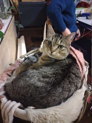 A tabby cat rests comfortably in a cozy basket lined with soft blankets. In the background, a person wearing a blue sweater sits at a desk.