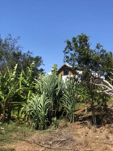 The image depicts a serene scene of a house nestled among lush trees and plants, set against a clear blue sky on a sunny day.