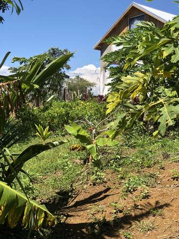 The image depicts a serene garden scene with lush greenery, including banana trees and papaya plants, set against a clear blue sky and a small wooden house in the background.