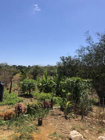 The image depicts a serene garden scene, featuring a variety of plants and trees, with a clear blue sky above, set against a backdrop of rolling hills.