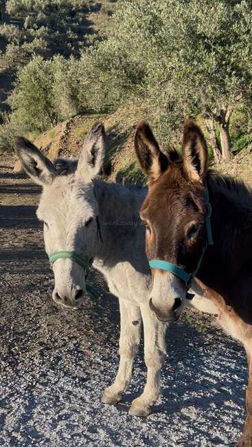 Two donkeys stand side by side on a sunlit gravel path, wearing green halters, surrounded by green trees and hilly countryside in the background.