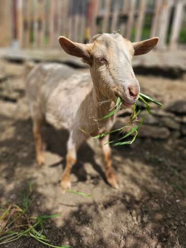 A light brown goat stands on dirt, eating green grass. Its eyes are half-closed, ears facing outward, and there's a wooden fence in the blurred background.