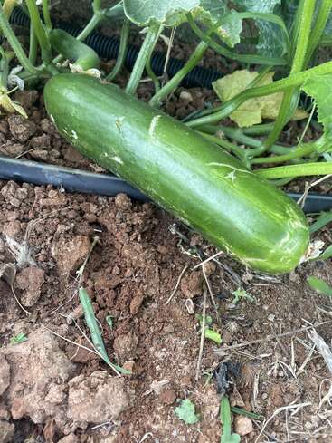 Eine große grüne Gurke wächst an einer Ranke in einem Garten. Sie liegt auf brauner Erde, in der Nähe sind Blätter, Stängel und ein schwarzer Bewässerungsschlauch zu sehen.