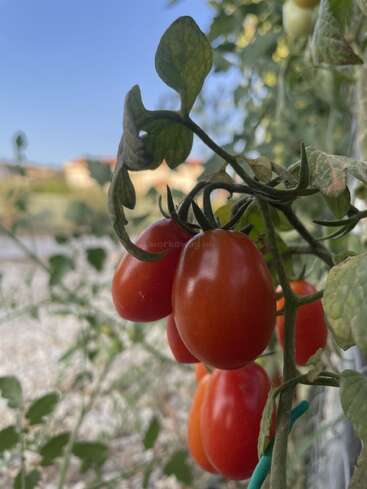 Eine Traube reifer, roter Traubentomaten wächst an einer Rebe, umgeben von grünen Blättern, mit einem verschwommenen Garten und blauem Himmel im Hintergrund.