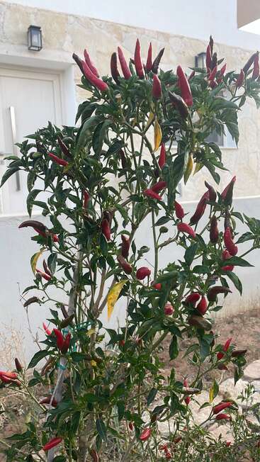 Eine üppige Chilipflanze mit leuchtend roten Paprikaschoten und grünen Blättern steht vor einer weißen Wand und einem steinernen Gebäude im Hintergrund.