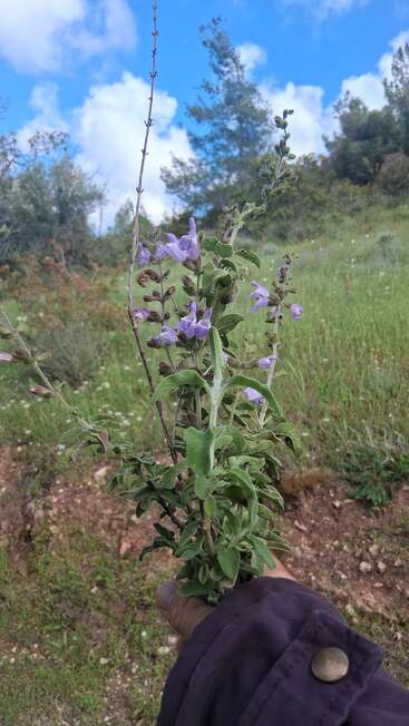 Une main tient un bouquet de tiges feuillues vertes ornées de petites fleurs violettes. En arrière-plan, on aperçoit des collines verdoyantes, des arbres, un ciel bleu et des nuages blancs, évoquant un paysage printanier en plein air.