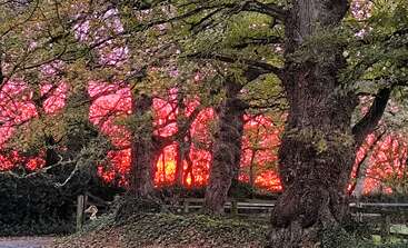 A vibrant red sunset illuminates the sky behind tall, leaf-covered trees. Ivy climbs their trunks, and a wooden fence runs through the peaceful woodland scene.