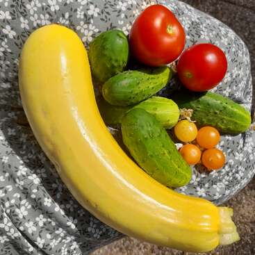 Uma variedade de legumes recém-colhidos, incluindo uma abobrinha amarela grande, pepinos verdes, tomates vermelhos e pequenos tomates cereja amarelos sobre um pano com estampa floral.