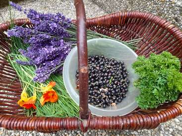 Uma cesta de vime contém lavanda fresca, flores amarelas e laranjas, ervas verdes, longos fios de grama e, no centro, uma tigela com pequenas bagas escuras.