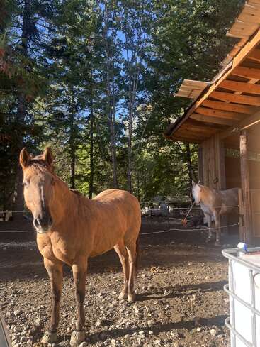 En primer plano, un caballo marrón mira a la cámara. Otro caballo blanco está cerca de una estructura de madera, rodeado de árboles y de la luz del sol.