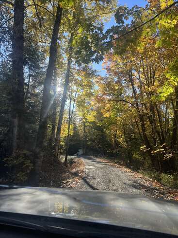 La luz del sol se filtra a través de altos árboles otoñales con hojas doradas, verdes y naranjas. Un camino de grava serpentea por el bosque, sugiriendo un tranquilo paseo en la naturaleza.