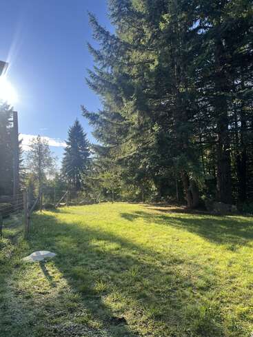 This image shows a sunlit grassy yard bordered by tall evergreen trees on the right, with a blue sky above and a wire fence on the left.