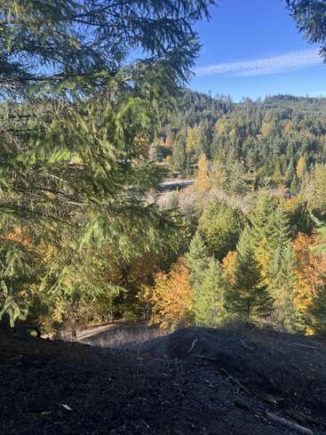 A scenic forest landscape with vibrant autumn foliage, evergreen trees, and a clear blue sky. Sunlight highlights the natural beauty, creating a peaceful, serene atmosphere in nature.