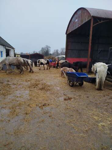 A muddy farmyard scene with several horses grazing and eating. There are wheelbarrows, a barn, and various sheds visible on a cloudy day.