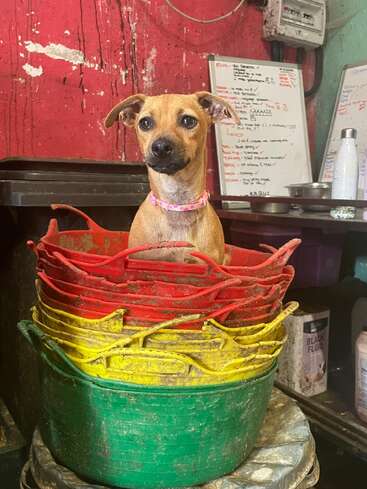 A small brown dog with a pink collar sits inside stacked colorful buckets (green, yellow, red) in a messy room, with whiteboards and supplies visible behind.