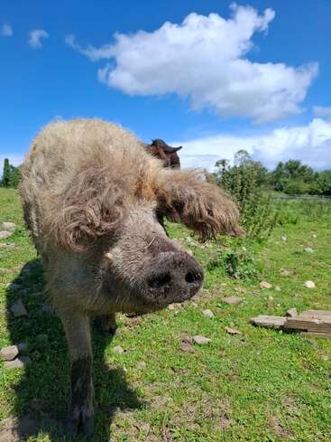 A curly-haired pig stands on green grass under a bright blue sky with fluffy clouds, gazing curiously at the camera in a rural setting.