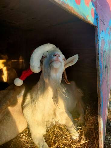 A white goat wearing a red and white Santa hat relaxes on straw inside a small, colorful shelter, basking in warm sunlight. Festive and cheerful scene.