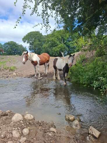 Two horses stand by a small stream, surrounded by rocks, trees, and greenery. The sky is blue with scattered clouds, creating a peaceful countryside scene.