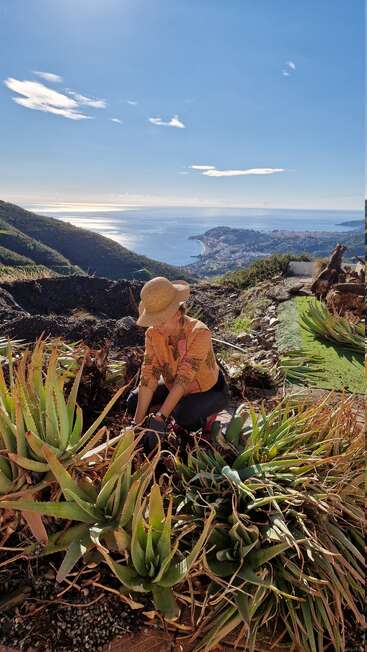 Una mujer con un sombrero de paja cuida unas plantas de aloe en una ladera con vistas al mar y a la ciudad costera, bajo un sol radiante y un cielo azul claro.