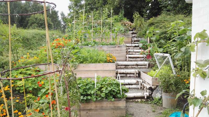 Das Bild zeigt einen ruhigen Garten mit Hochbeeten, Holzstufen und einem Gewächshaus, der einen üppigen und blühenden Außenbereich darstellt.