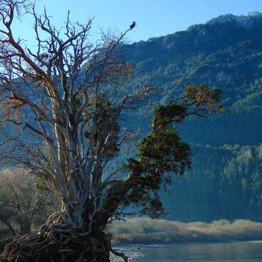 Un árbol retorcido y antiguo se alza junto a un río tranquilo, con un pájaro posado en su rama, frente a montañas boscosas y un cielo azul despejado.