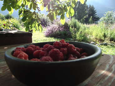 Uma tigela de framboesas frescas está sobre uma mesa de madeira. A luz do sol atravessa as folhas verdes, iluminando uma paisagem exuberante, repleta de jardins, com flores e árvores florescendo.