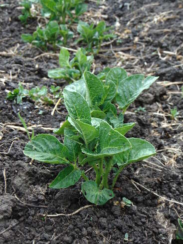Uma jovem planta de batata cresce no solo, cercada por outras plantas emergentes em um canteiro de jardim. As folhas verdes saudáveis contrastam com a terra escura.